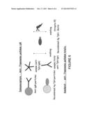 MULTIPLEX METHOD FOR DETECTING AN INFECTION diagram and image