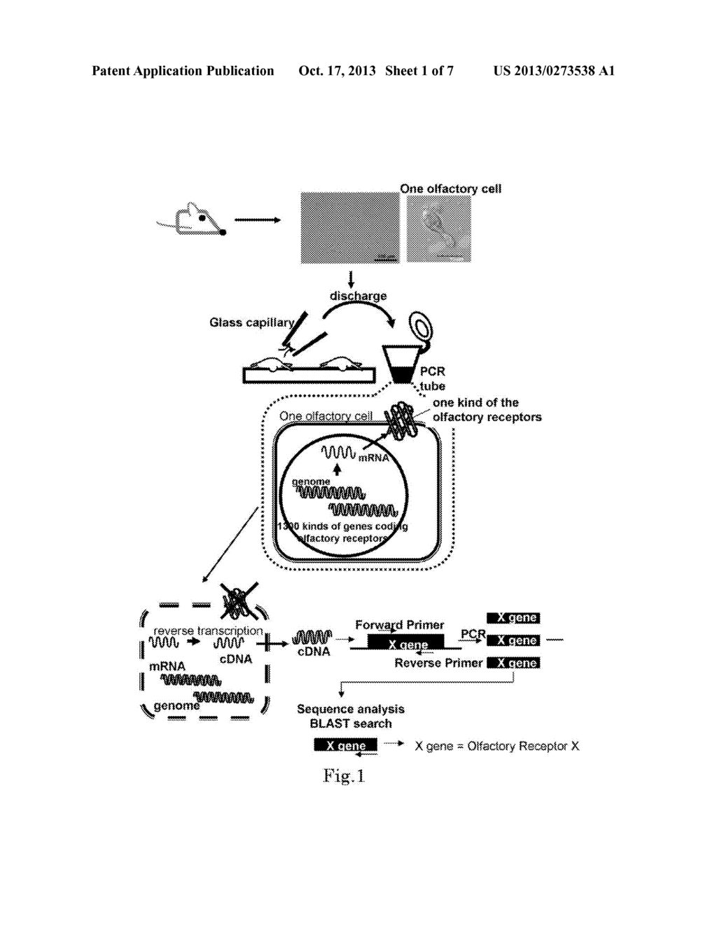 METHOD FOR IDENTIFYING OLFACTORY RECEPTOR INCLUDED IN ONE OLFACTORY CELL - diagram, schematic, and image 02