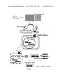 METHOD FOR IDENTIFYING OLFACTORY RECEPTOR INCLUDED IN ONE OLFACTORY CELL diagram and image