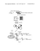 METHOD FOR IDENTIFYING OLFACTORY RECEPTOR INCLUDED IN ONE OLFACTORY CELL diagram and image