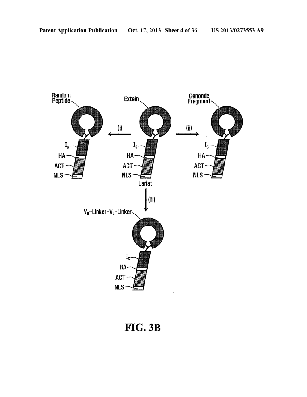 STABILIZATION OF CYCLIC PEPTIDE STRUCTURES - diagram, schematic, and image 05