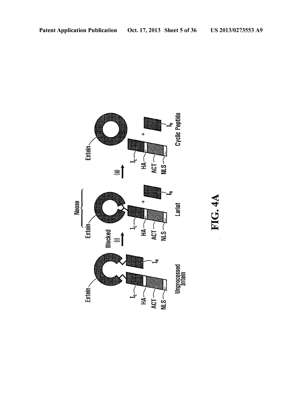 STABILIZATION OF CYCLIC PEPTIDE STRUCTURES - diagram, schematic, and image 06