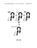 STABILIZATION OF CYCLIC PEPTIDE STRUCTURES diagram and image