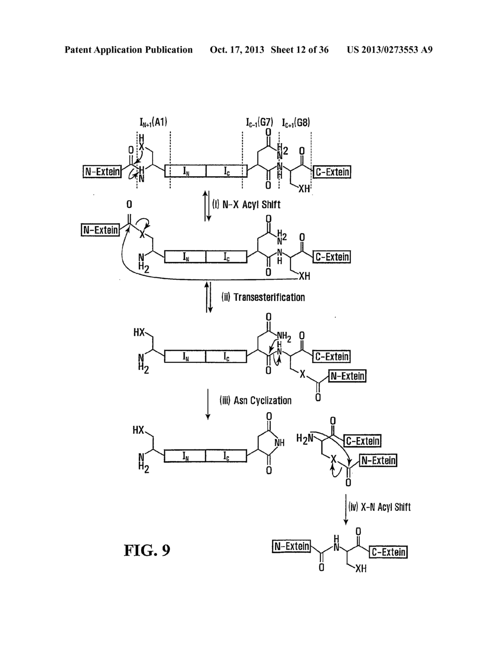 STABILIZATION OF CYCLIC PEPTIDE STRUCTURES - diagram, schematic, and image 13