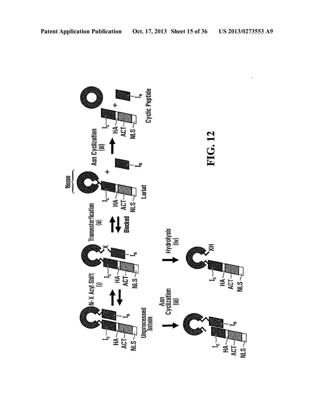 STABILIZATION OF CYCLIC PEPTIDE STRUCTURES - diagram, schematic, and image 16