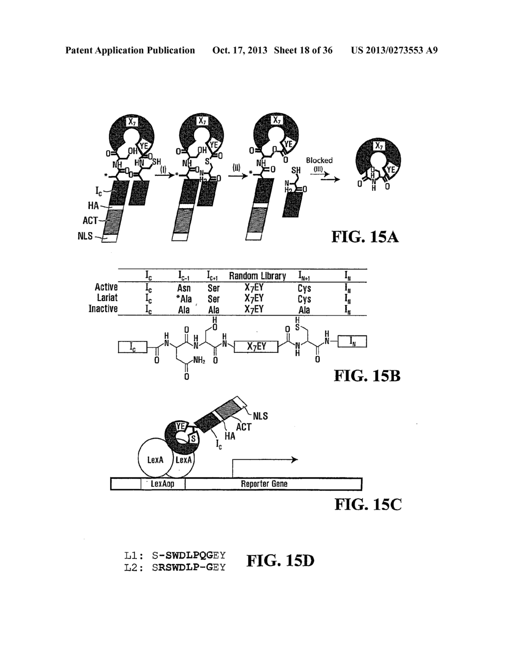 STABILIZATION OF CYCLIC PEPTIDE STRUCTURES - diagram, schematic, and image 19