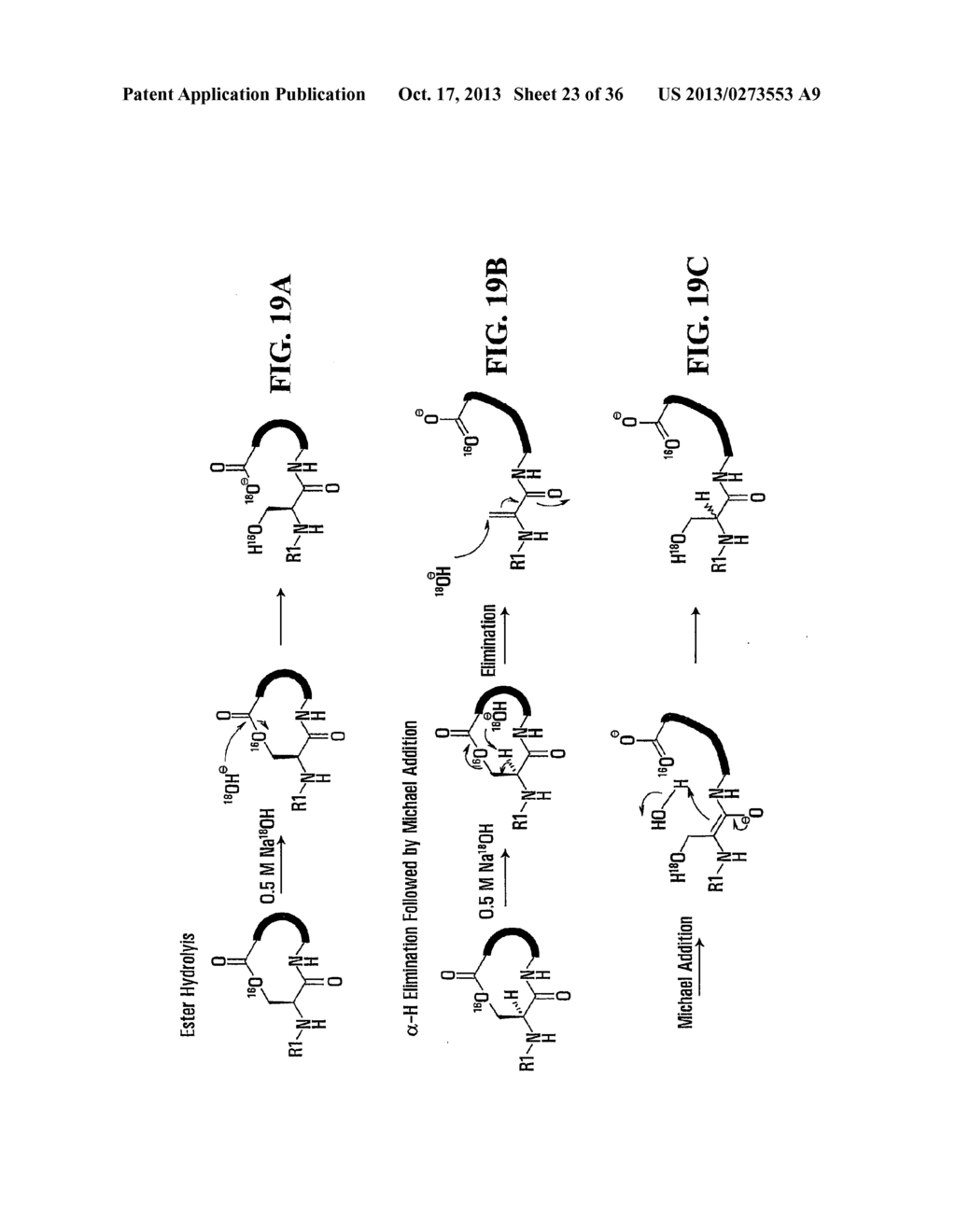 STABILIZATION OF CYCLIC PEPTIDE STRUCTURES - diagram, schematic, and image 24