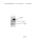 Stain for Microscopic Tissue Sections diagram and image