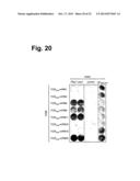 Antigen-Specific T Cell Receptors and T Cell Epitopes diagram and image