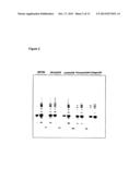 DIFFERENTIATED CELLS SUITABLE FOR HUMAN THERAPY diagram and image