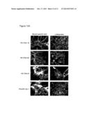 DIFFERENTIATED CELLS SUITABLE FOR HUMAN THERAPY diagram and image