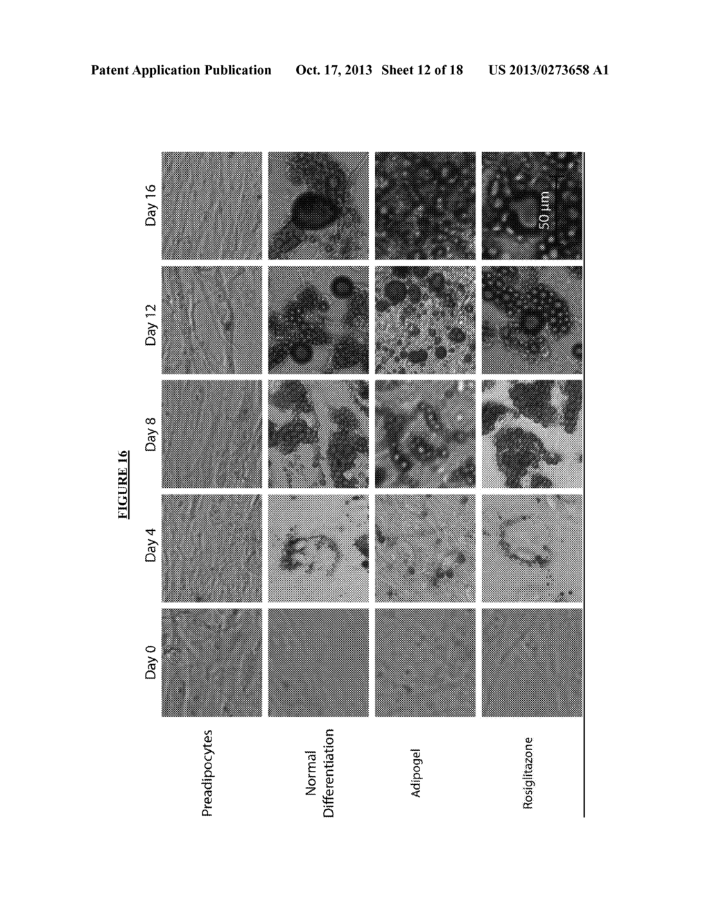 HUMAN ADIPOCYTE-DERIVED BASEMENT MEMBRANE FOR TISSUE ENGINEERING     APPLICATIONS - diagram, schematic, and image 13