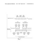 COMPOSITIONS OF TOEHOLD PRIMER DUPLEXES AND METHODS OF USE diagram and image