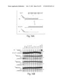 COMPOSITIONS OF TOEHOLD PRIMER DUPLEXES AND METHODS OF USE diagram and image