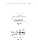 COMPOSITIONS OF TOEHOLD PRIMER DUPLEXES AND METHODS OF USE diagram and image