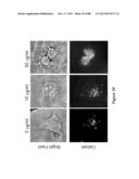 STABLE HELICAL IONIC POLYPEPTIDES diagram and image