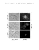 STABLE HELICAL IONIC POLYPEPTIDES diagram and image