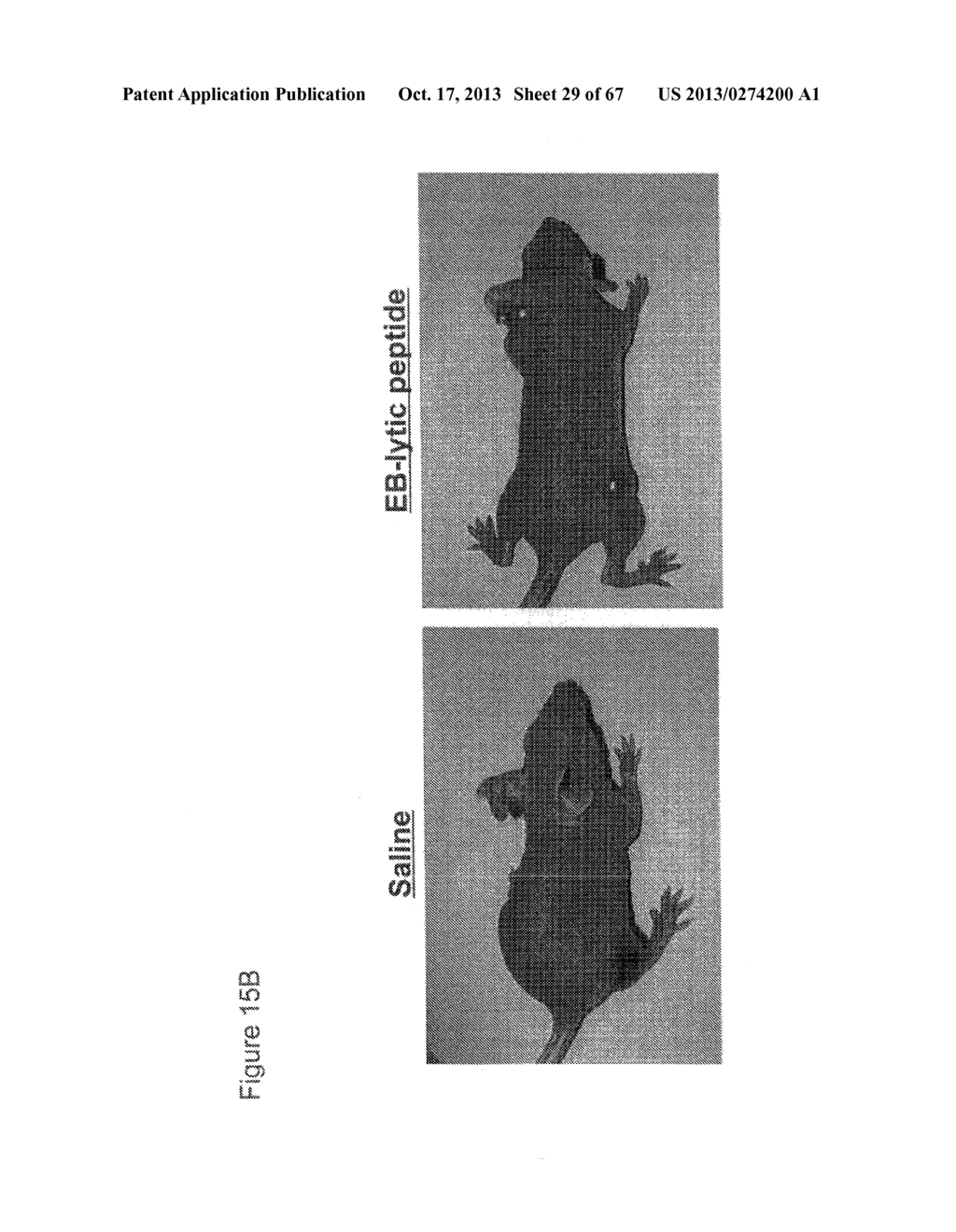 SELECTIVE ANTICANCER CHIMERIC PEPTIDE - diagram, schematic, and image 30