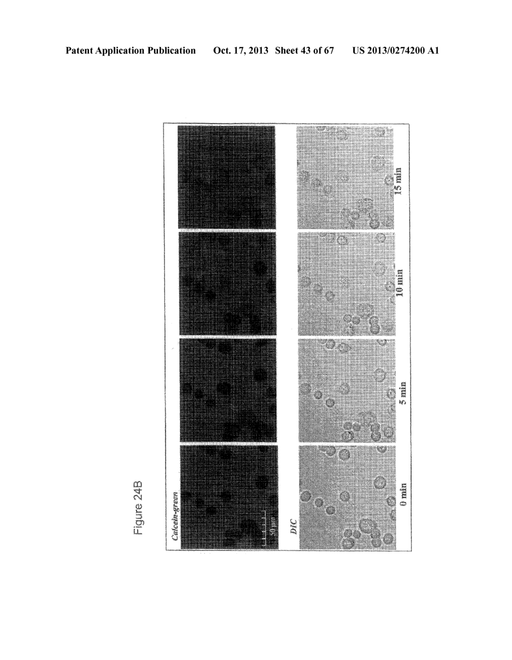 SELECTIVE ANTICANCER CHIMERIC PEPTIDE - diagram, schematic, and image 44