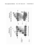 FACTOR VIII CONJUGATES diagram and image