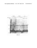 FACTOR VIII CONJUGATES diagram and image