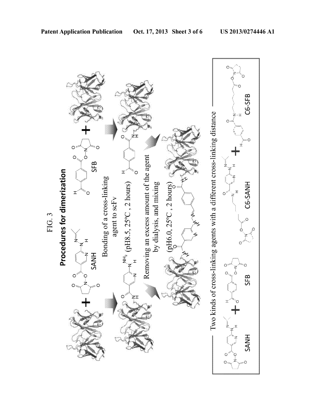 FRAGMENT OF HUMANIZED ANTI-EGFR ANTIBODY SUBSTITUTED-LYSINE VARIABLE     FRAGMENT AND USE THEREOF - diagram, schematic, and image 04