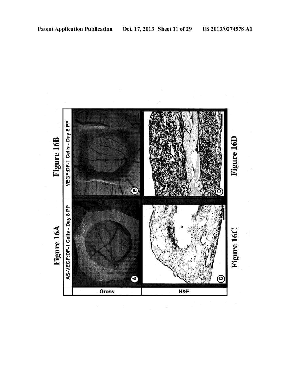 Artificial Tissue Systems and Uses Thereof - diagram, schematic, and image 12