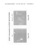 Antibodies and molecules derived therefrom that bind to STEAP-1 proteins diagram and image