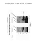 Antibodies and molecules derived therefrom that bind to STEAP-1 proteins diagram and image