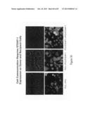 Antibodies and molecules derived therefrom that bind to STEAP-1 proteins diagram and image