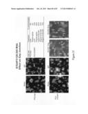 Antibodies and molecules derived therefrom that bind to STEAP-1 proteins diagram and image