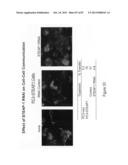 Antibodies and molecules derived therefrom that bind to STEAP-1 proteins diagram and image