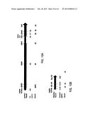 Methods for Use of a Specific Anti-Angiogenic Adenoviral Agent diagram and image