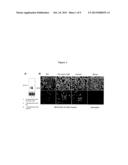 IDENTIFICATION OF MODULATORS OF SERINE PROTEASE INHIBITOR KAZAL AND THEIR     USE AS ANTI-CANCER AND ANTI-VIRAL AGENTS diagram and image