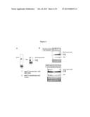 IDENTIFICATION OF MODULATORS OF SERINE PROTEASE INHIBITOR KAZAL AND THEIR     USE AS ANTI-CANCER AND ANTI-VIRAL AGENTS diagram and image