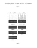 Modulation of the Activity and Differentiation of Cells Expressing the     Osteoclast-Associated Receptor diagram and image