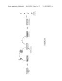 METHOD OF DERIVING PROGENITOR CELL LINE diagram and image