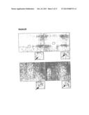 METHOD OF DERIVING PROGENITOR CELL LINE diagram and image