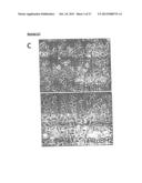 METHOD OF DERIVING PROGENITOR CELL LINE diagram and image