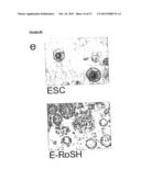 METHOD OF DERIVING PROGENITOR CELL LINE diagram and image