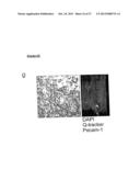 METHOD OF DERIVING PROGENITOR CELL LINE diagram and image