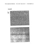 METHOD OF DERIVING PROGENITOR CELL LINE diagram and image