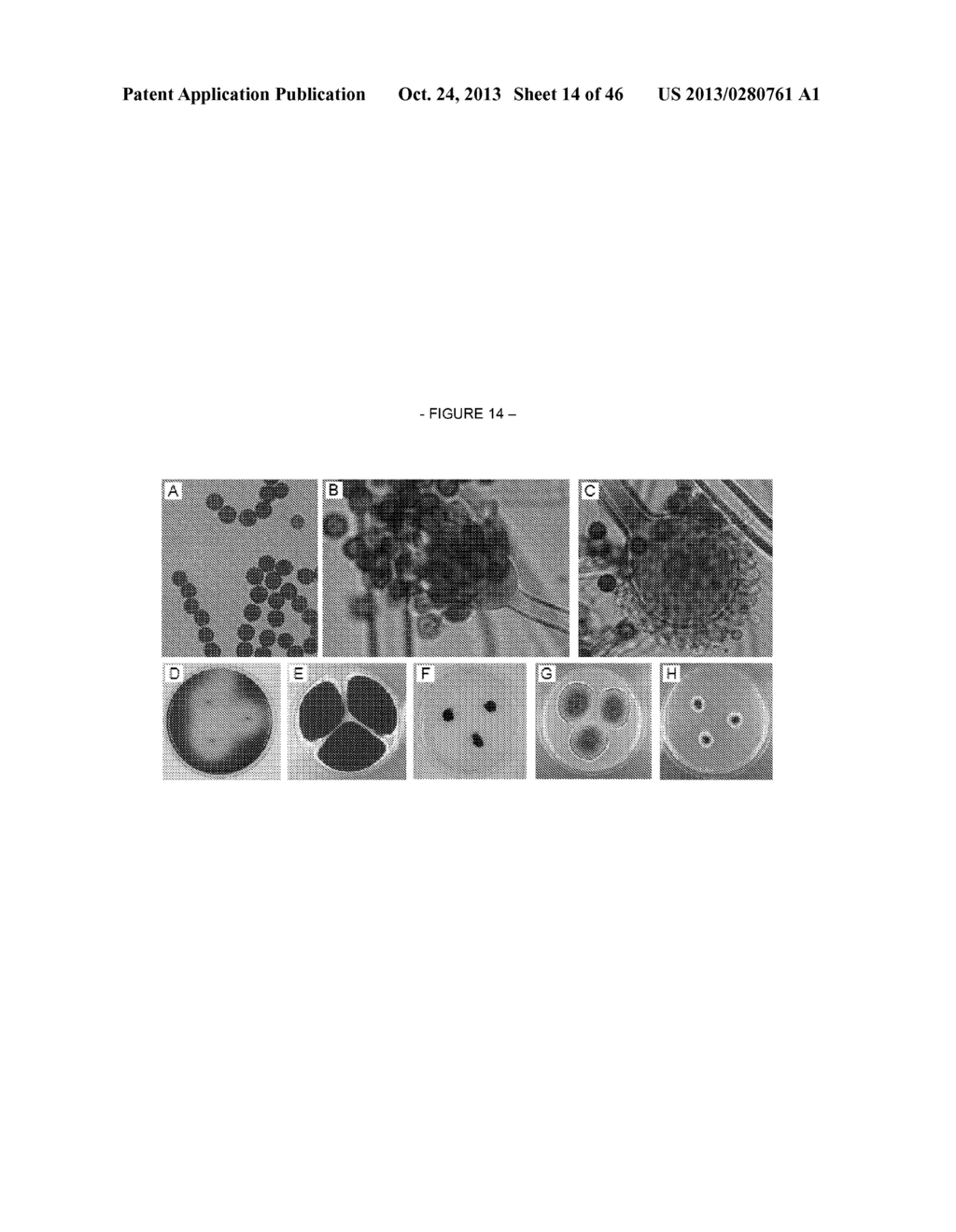 ASPERGILLUS CONTAINING BETA-GLUCOSIDASE, BETA-GLUCOSIDASES AND NUCLEIC     ACIDS ENCODING THE SAME - diagram, schematic, and image 15