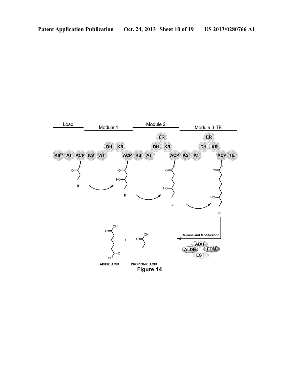 HYBRID POLYKETIDE SYNTHASES - diagram, schematic, and image 11