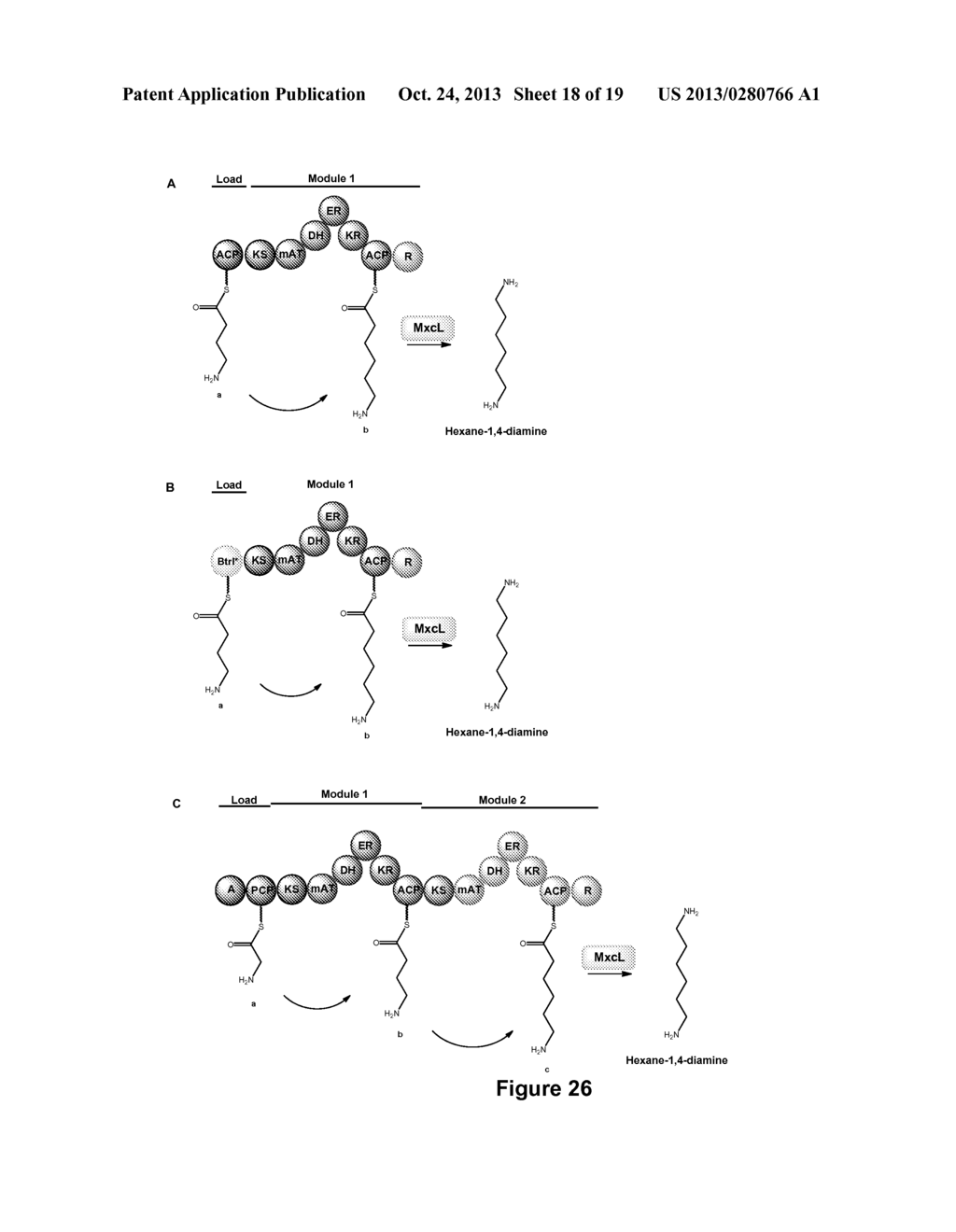HYBRID POLYKETIDE SYNTHASES - diagram, schematic, and image 19