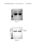 POLYMERIC ALPHA-HYDROXY ALDEHYDE AND KETONE REAGENTS AND CONJUGATION     METHOD diagram and image