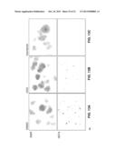 AGENTS AND METHODS FOR INHIBITING HUMAN PLURIPOTENT STEM CELL GROWTH diagram and image