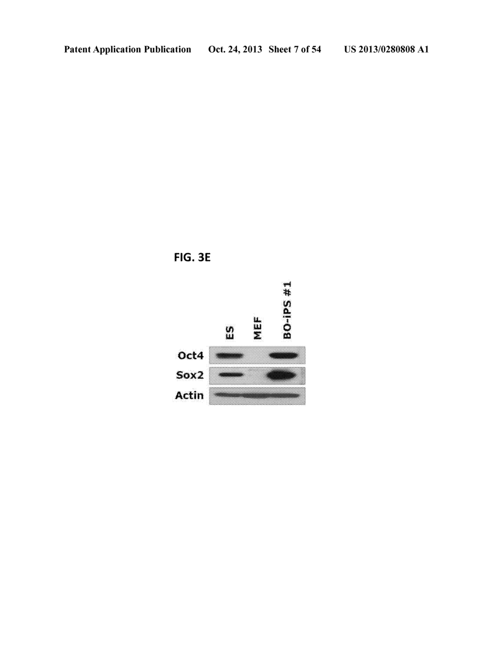 COMPOSITION FOR REPROGRAMMING SOMATIC CELLS TO GENERATE INDUCED     PLURIPOTENT STEM CELLS, COMPRISING Oct4 IN COMBINATION WITH Bmi1 OR ITS     UPSTREAM REGULATOR, AND METHOD FOR GENERATING INDUCED PLURIPOTENT STEM     CELLS USING THE SAME - diagram, schematic, and image 08