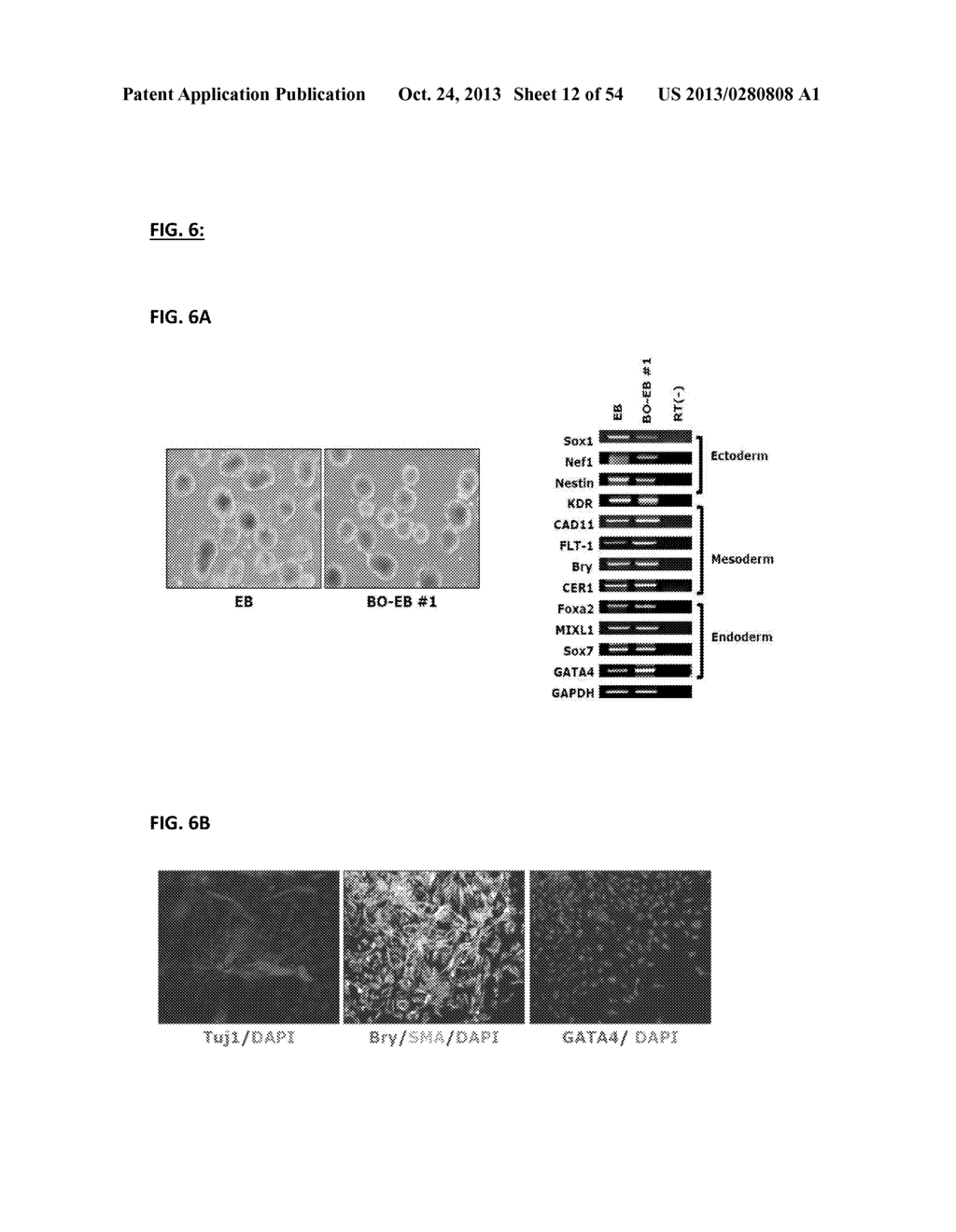 COMPOSITION FOR REPROGRAMMING SOMATIC CELLS TO GENERATE INDUCED     PLURIPOTENT STEM CELLS, COMPRISING Oct4 IN COMBINATION WITH Bmi1 OR ITS     UPSTREAM REGULATOR, AND METHOD FOR GENERATING INDUCED PLURIPOTENT STEM     CELLS USING THE SAME - diagram, schematic, and image 13