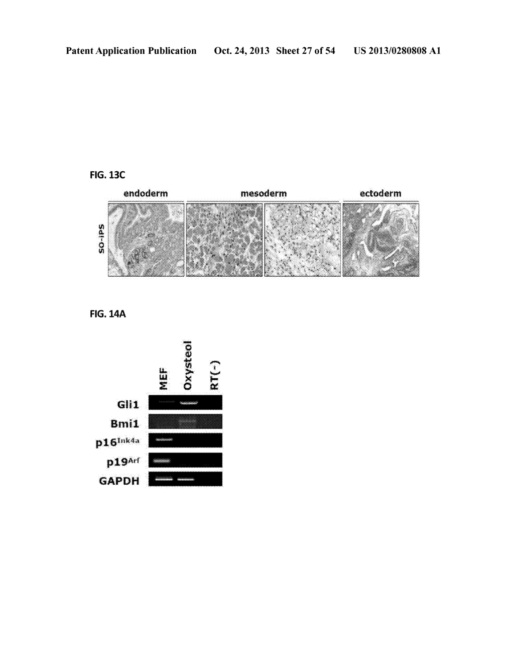 COMPOSITION FOR REPROGRAMMING SOMATIC CELLS TO GENERATE INDUCED     PLURIPOTENT STEM CELLS, COMPRISING Oct4 IN COMBINATION WITH Bmi1 OR ITS     UPSTREAM REGULATOR, AND METHOD FOR GENERATING INDUCED PLURIPOTENT STEM     CELLS USING THE SAME - diagram, schematic, and image 28